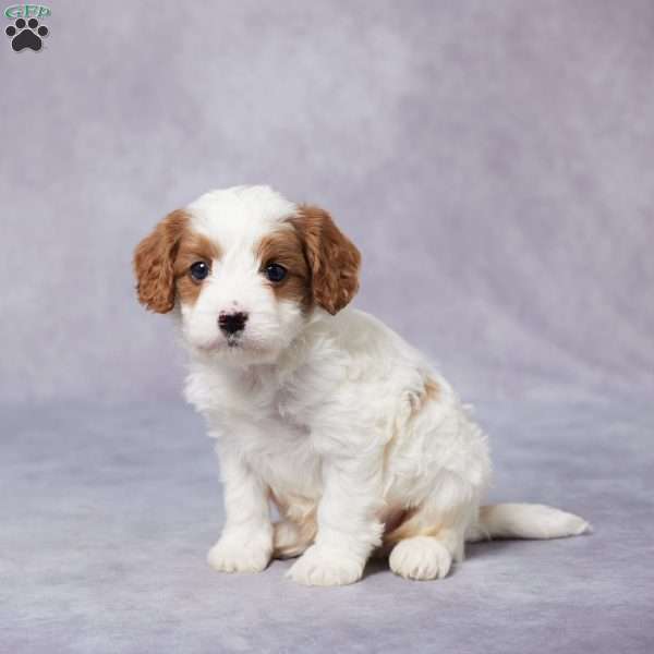 Silas, Cavapoo Puppy